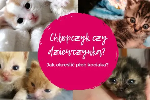 Jak sprawdzić płeć kotka i uniknąć błędów w identyfikacji