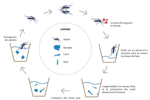 Cycle de vie du moustique : accouplement, repas de sang, ponte des œufs (nid de moustiques), éclosion, croissance des larves et nymphes, puis émergence des adultes.