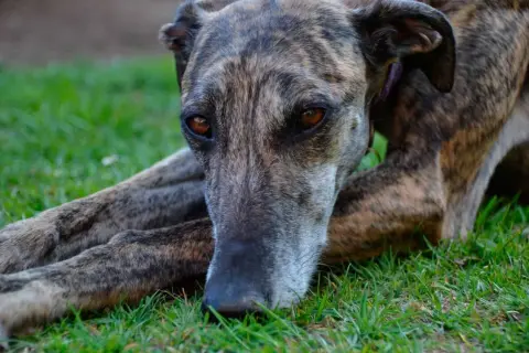 Un galgo inglés de pelaje atigrado descansa sobre la hierba, con sus ojos ambarinos mirando fijamente.
