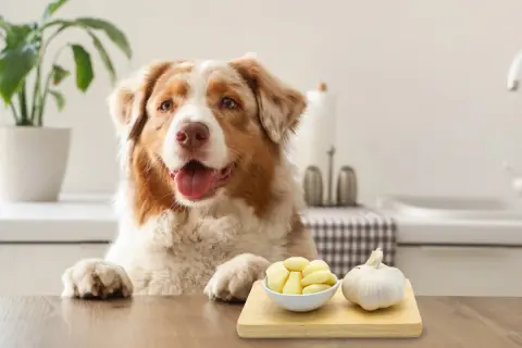 A dog looks curiously at a bowl of peeled garlic and a whole bulb, raising the question: is garlic bad for dogs?