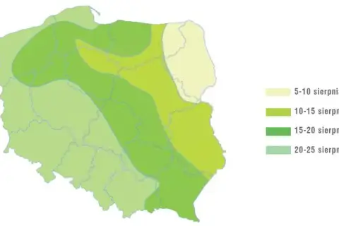 Gdzie uprawia się rzepak w Polsce? Mapa i sekrety plonów