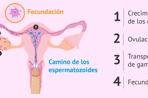 Ilustración del proceso de fecundación: crecimiento de óvulos, ovulación, transporte de gametos y la unión final.