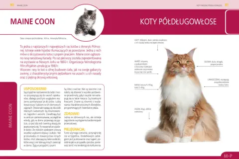 Urocze koty rasowe Maine Coon na sprzedaż, z charakterystycznym puszystym futrem i łagodnym usposobieniem.
