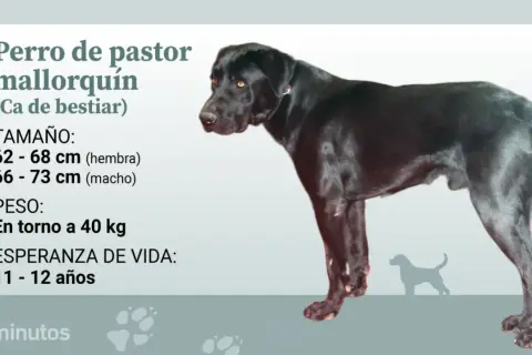 Perro de pastor mallorquín, un ca de bestiar negro y fuerte, con información sobre su tamaño, peso y esperanza de vida.