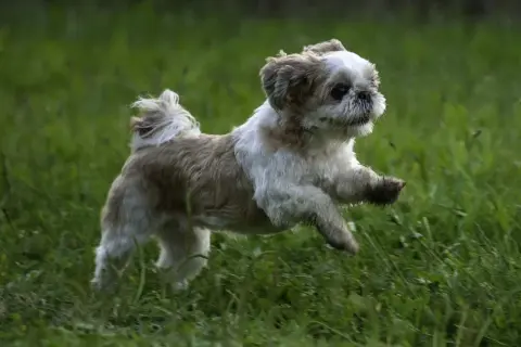 Ile powinien jeść szczeniak shih tzu, aby uniknąć problemów zdrowotnych?