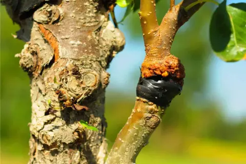 Primo piano di un innesto su un ramo d'albero, con la corteccia ruvida e la zona di unione avvolta in nastro nero. Diversi tipi di innesto sono visibili.
