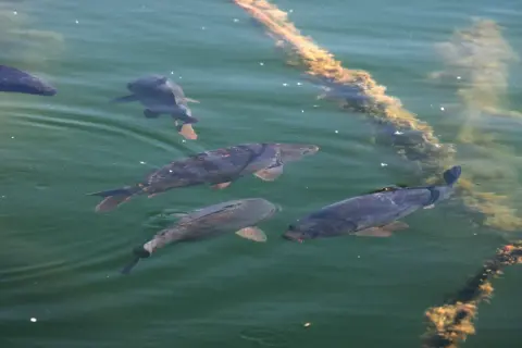 Mehrere Karpfen schwimmen im trüben Wasser nahe einer mit Algen bewachsenen Leine. Sie halten sich dort auf, wo Nahrung und Schutz zu finden sind.