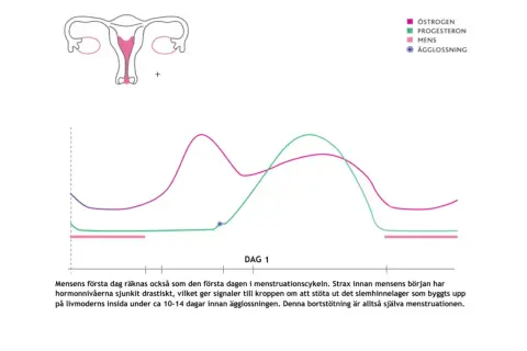 Graf över hormonnivåer under menstruationscykeln. Kan ge ledtrådar om tidiga symptom gravid innan mens.