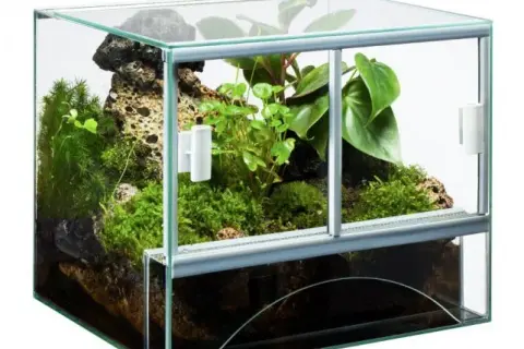 Jak zrobić terrarium dla żaby - kluczowe wskazówki i błędy do uniknięcia