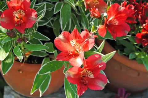 Leuchtend rote Alstroemeria blühen in Terrakotta-Töpfen. Diese winterhart blühenden Schönheiten bringen Farbe in jeden Garten.
