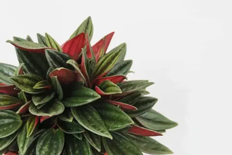 Un primo piano di una peperomia con foglie verdi e rosse, un esempio di definizione peperomia per la sua bellezza.