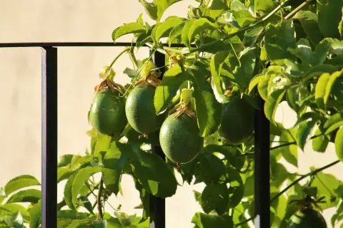 Grüne, unreife Früchte der Passionsfrucht Maracuja hängen an einem sonnenbeschienenen Strauch.