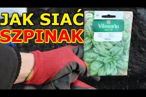 Jak sadzić szpinak w doniczce - proste triki na udane plony