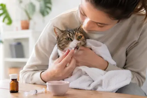 Kobieta delikatnie podaje kotu tabletkę, owiniętemu w ręcznik. Widać strzykawkę i buteleczkę z lekiem.