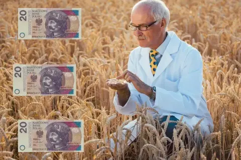 Rolnik w białym kitlu analizuje kłosy pszenicy, a obok widnieją banknoty 20 zł. Ceny zbóż Woźniak – czy plony przyniosą zysk?