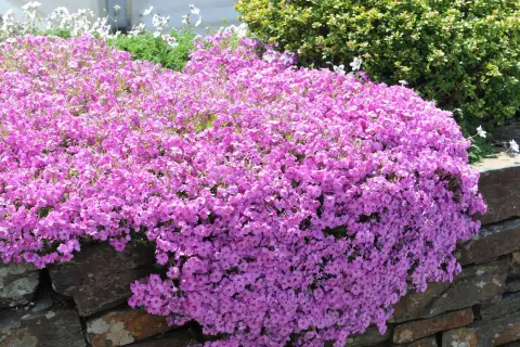 En matta av rosa blommor som tål sol utomhus breder ut sig över en stenmur. Bakom syns gröna buskar och vita blommor.