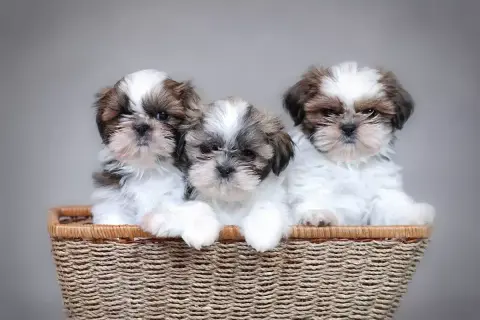 Trzy urocze szczenięta rasy Shih Tzu w koszyku. Różne odmiany tej rasy zachwycają futrem i spojrzeniem.