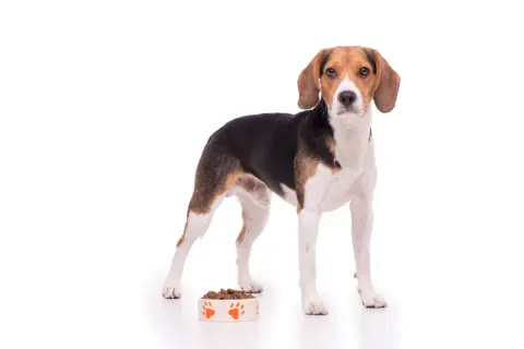 Beagle szczeniak: ile karmy? Dawki, harmonogram, uniknij pułapek!