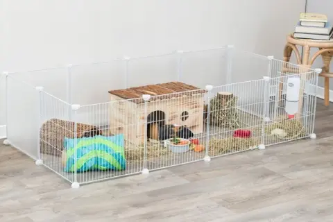 Jeż pigmejski: terrarium czy klatka – co wybrać dla zdrowia?