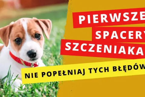 Pierwszy szczeniak? Skuteczny poradnik: wychowanie i opieka.