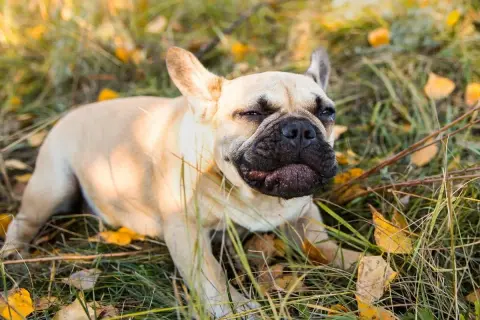 Pies rasy buldog francuski leży na trawie, z liśćmi. Wygląda, jakby miał kaszel wsteczny u psa, z charakterystycznym wyrazem pyska.
