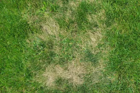 Plamy suchej, żółtej trawy na zielonym trawniku, jakby po zastosowaniu agro sorb folium.