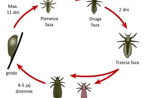 Jak rozmnażają się wszy? Cykl życia i jak go przerwać