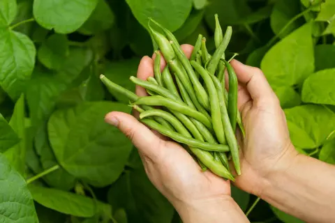 Händer håller en nyskördad hög med haricots verts mot en bakgrund av gröna blad.