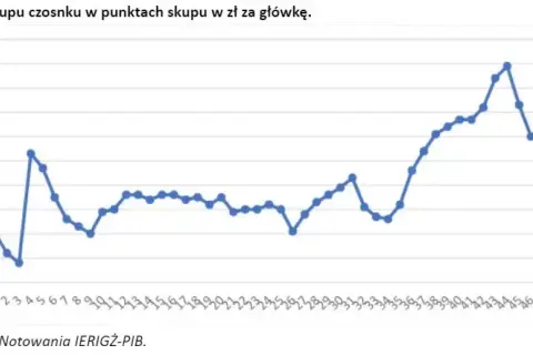 Ile można zarobić na czosnku? Fakty i liczby, które zaskakują rolników.