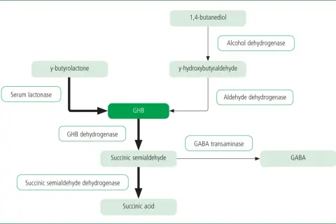 Schemat przedstawia szlak metaboliczny, w którym powstaje GHB z 1,4-butanodiolu lub y-butyrolaktonu. GHB jest przekształcane do kwasu bursztynowego lub GABA.