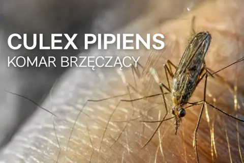 Komar czym się żywi – odkryj, co naprawdę jedzą te owady
