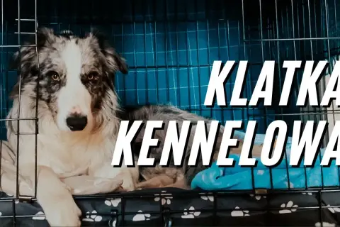 Jak wybrać odpowiednią klatkę dla border collie aby zapewnić mu komfort