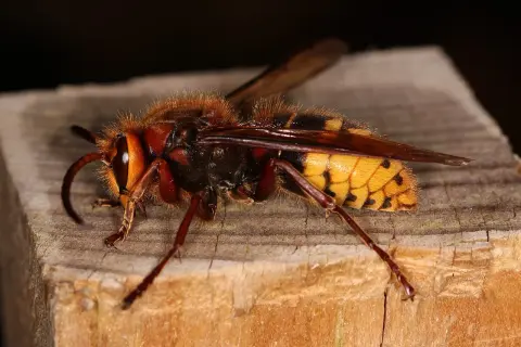 Szerszeń na drewnianej powierzchni, jego naturalny wróg, ptak, może go wypatrywać.