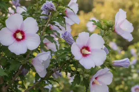 Delikatne, jasnoróżowe kwiaty hibiskusa odmiany Syryjskiego, z purpurowym środkiem, rozkwitają na tle zielonych liści.