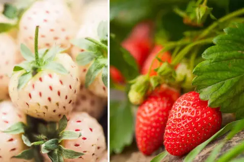 En bild i två delar: till vänster, bleka jordgubbar med röda prickar, som påminner om gamla jordgubbssorter. Till höger, mogna röda jordgubbar bland gröna blad.