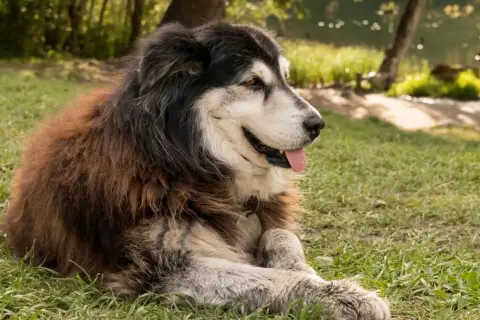 Ein majestätischer Ciobanesc Romanesc Carpatin liegt entspannt im Gras, die Zunge heraushängend.