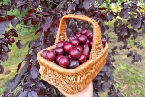 Koszyk pełen soczystych, ciemnoczerwonych śliw wiśniowych, zebranych prosto z drzewa o purpurowych liściach.