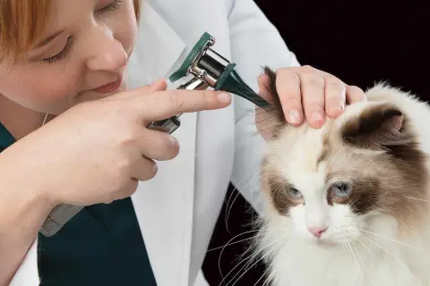Veterinario examina oído de gato con otoscopio, buscando signos de ácaros orejas gatos.