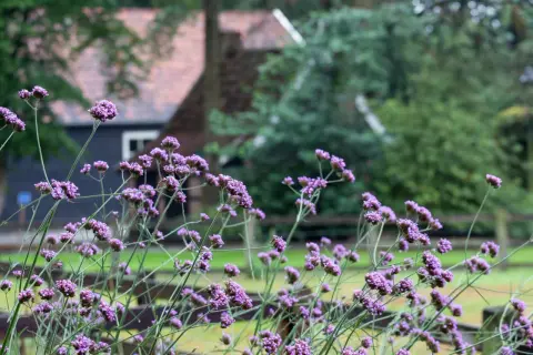Purple verbena flowers bloom in front of a rustic building. While beautiful, it's worth knowing if verbena is toxic to dogs before letting them roam.