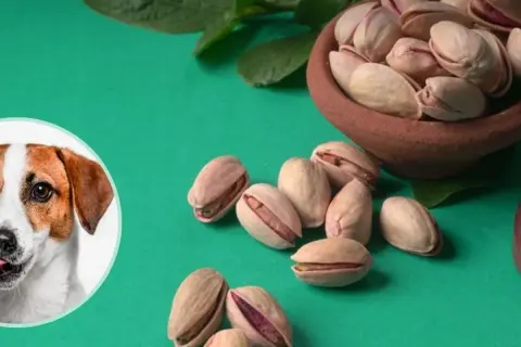 Czy pies może jeść pistacje? Na zdjęciu piesek i miseczka pełna pistacji.