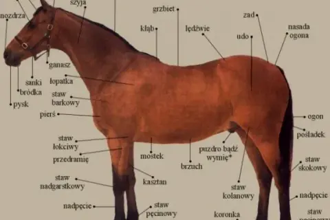 Gdzie koń ma kolano? Zaskakujące fakty o anatomii koni