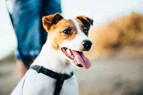 Jack Russell Terrier: Sierść czy włosy? Poznaj różnice i pielęgnację