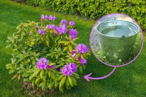 Kwitnący rododendron w ogrodzie, obok wiadro z wodą, sugerujące nawóz do rododendronów.