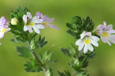 Zwei zarte Blüten der Euphrasia, auch Augentrost genannt, mit weißen und lila Streifen auf grünem Hintergrund.