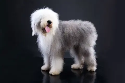 Un Bobtail dal pelo lungo e folto, con la lingua fuori, posa su sfondo scuro.