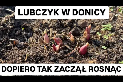 Jak sadzić lubczyk w doniczce – uniknij najczęstszych błędów