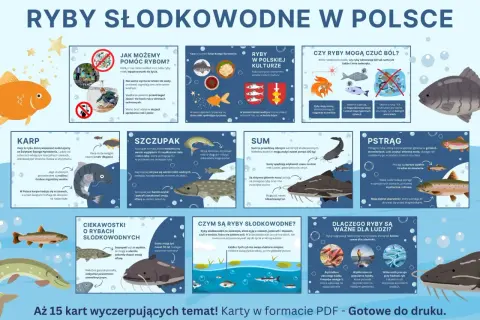 Karp, szczupak, sum i pstrąg – poznaj ryby słodkowodne w Polsce. Dowiedz się, jak im pomóc i dlaczego są ważne dla ludzi.