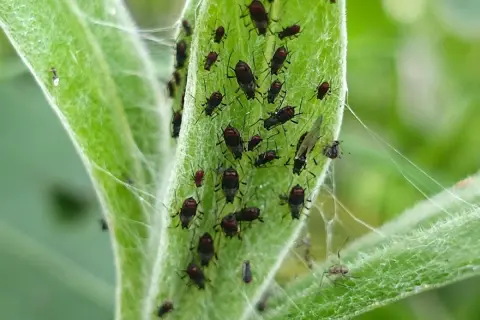 Une invasion de pucerons sur une feuille verte. Un remède de grand-mère pour tuer les pucerons serait idéal pour s'en débarrasser.