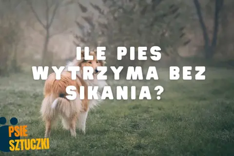 Pies na trawie, z tekstem "ILE PIES WYTRZYMA BEZ SIKANIA?".