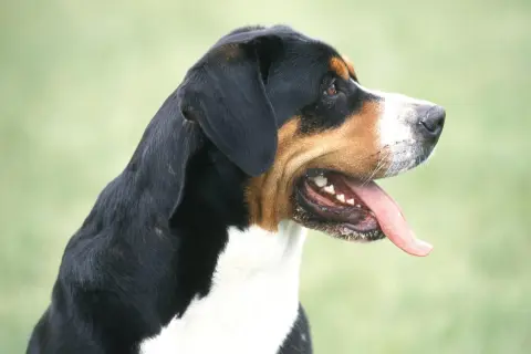 Profil d'un bouvier suisse, langue sortie, prêt pour une aventure en plein air.
